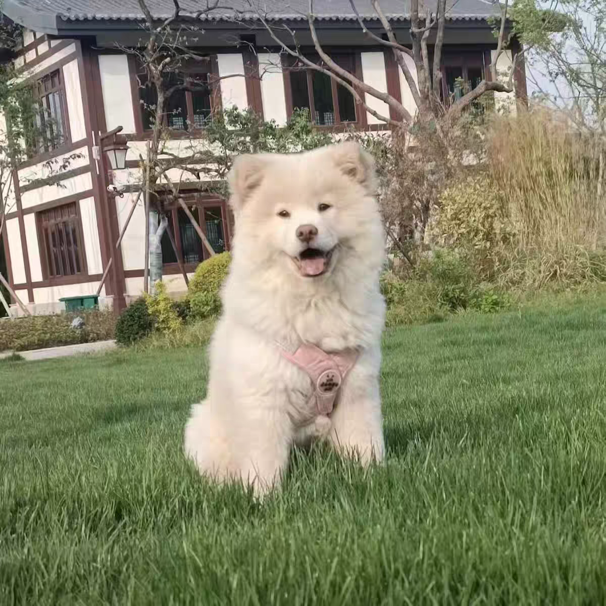 犬舍直销批发价格出售土松犬